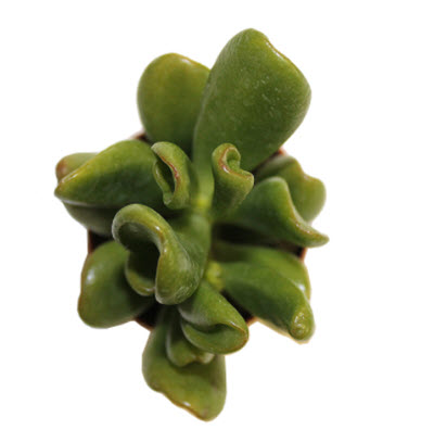 2" Jade Plant Hobbit